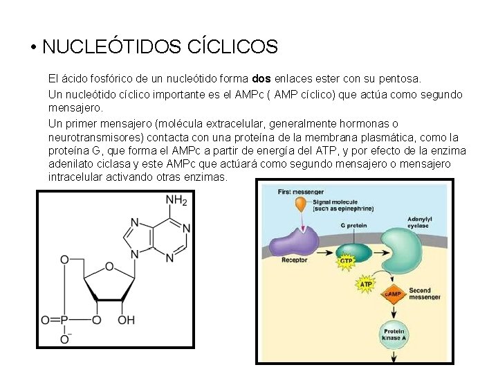 • NUCLEÓTIDOS CÍCLICOS El ácido fosfórico de un nucleótido forma dos enlaces ester