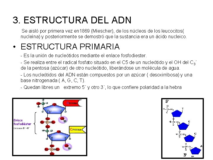 3. ESTRUCTURA DEL ADN Se aisló por primera vez en 1869 (Miescher), de los