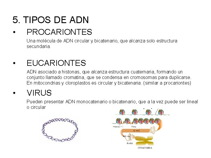 5. TIPOS DE ADN • PROCARIONTES Una molécula de ADN circular y bicatenario, que