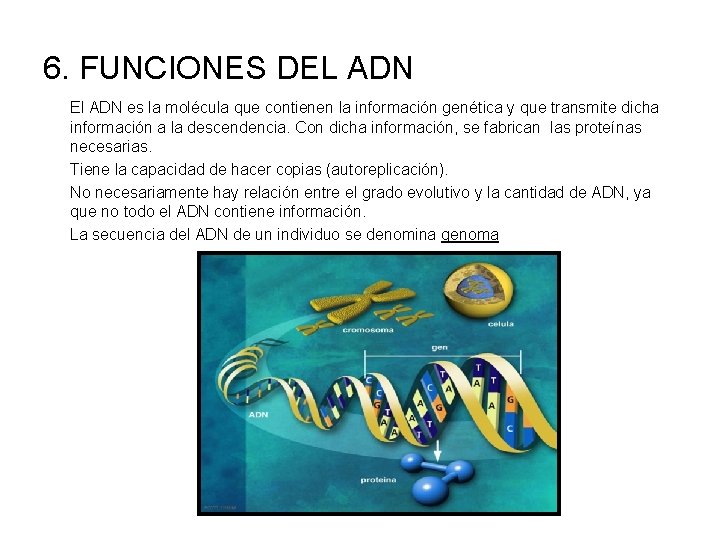 6. FUNCIONES DEL ADN El ADN es la molécula que contienen la información genética