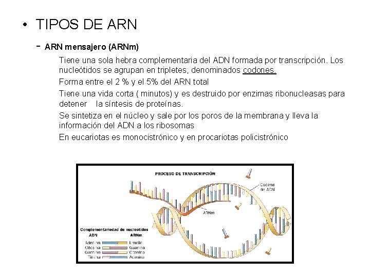  • TIPOS DE ARN - ARN mensajero (ARNm) Tiene una sola hebra complementaria