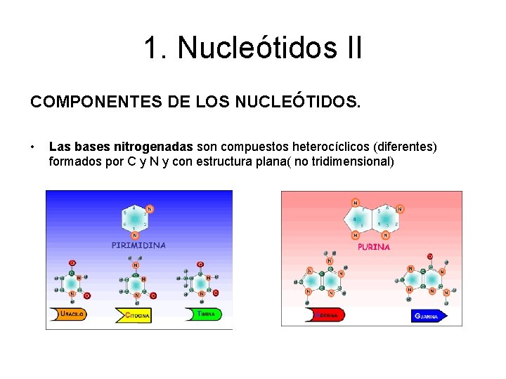 1. Nucleótidos II COMPONENTES DE LOS NUCLEÓTIDOS. • Las bases nitrogenadas son compuestos heterocíclicos