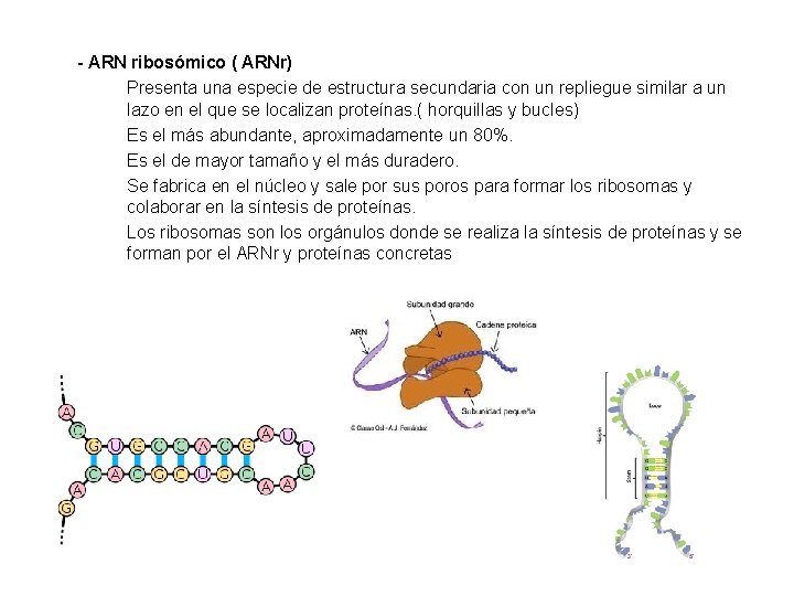 - ARN ribosómico ( ARNr) Presenta una especie de estructura secundaria con un repliegue