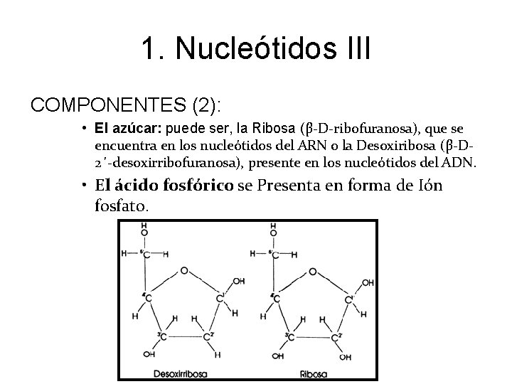 1. Nucleótidos III COMPONENTES (2): • El azúcar: puede ser, la Ribosa (β-D-ribofuranosa), que