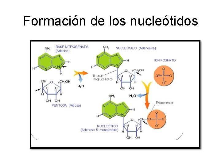 Formación de los nucleótidos 