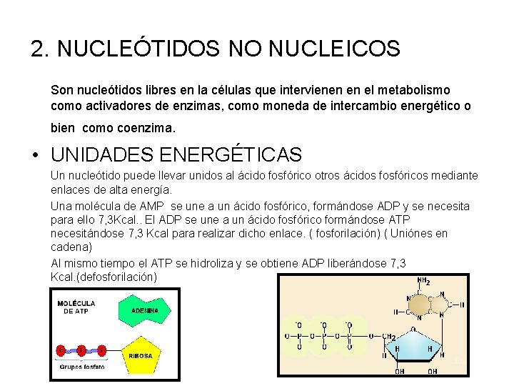 2. NUCLEÓTIDOS NO NUCLEICOS Son nucleótidos libres en la células que intervienen en el