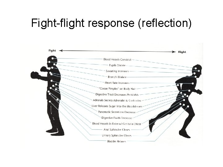 Fight-flight response (reflection) 