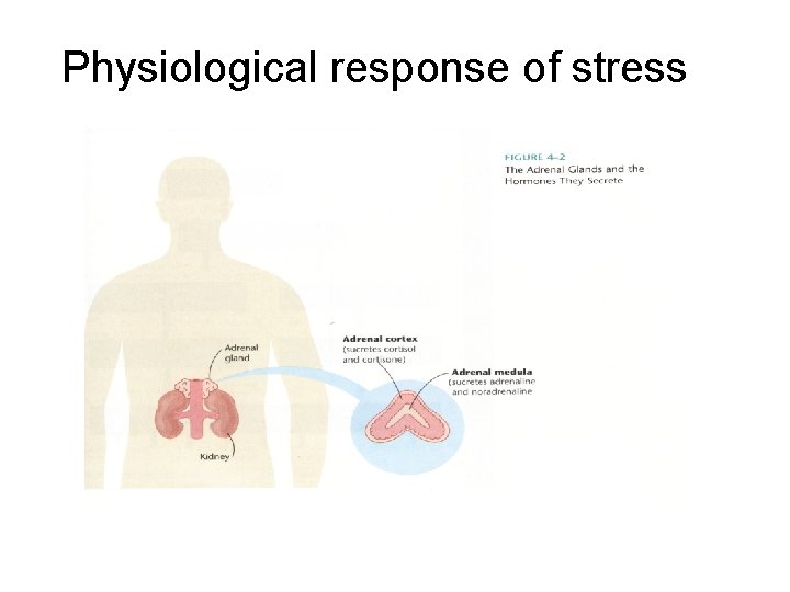 Physiological response of stress 