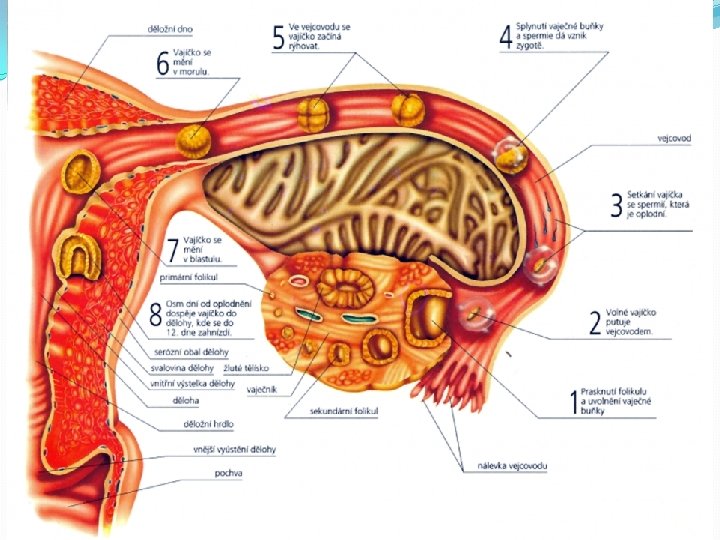 Prenatální vývoj 1. – 4. den � oplodnění probíhá nejčastěji ve vejcovodu, asi 30