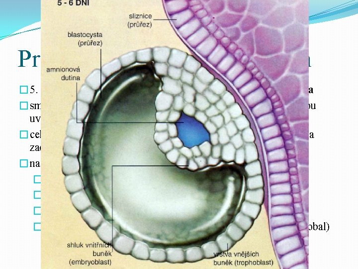Prenatální vývoj 5. – 8. den � 5. den se buňky moruly rozestoupí –