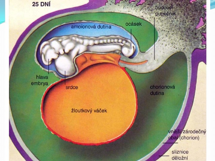 Prenatální vývoj 8. – 28. den � z chorionu začnou prorůstat klky do sliznice