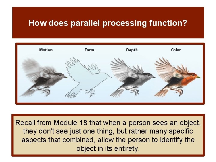 How does parallel processing function? Recall from Module 18 that when a person sees