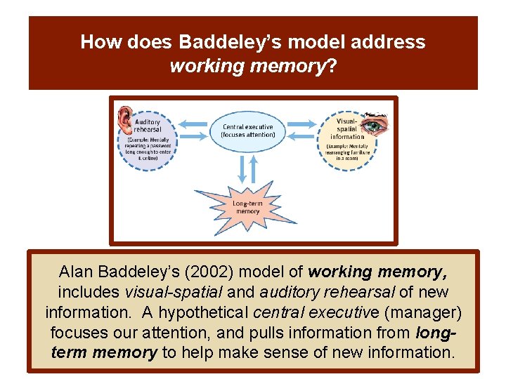 How does Baddeley’s model address working memory? Alan Baddeley’s (2002) model of working memory,