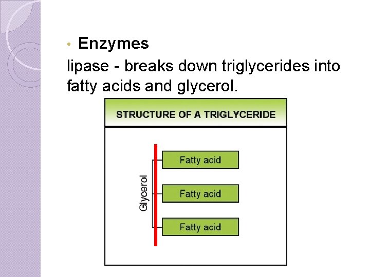 Enzymes lipase - breaks down triglycerides into fatty acids and glycerol. • 