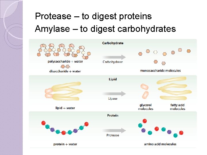 Protease – to digest proteins Amylase – to digest carbohydrates 
