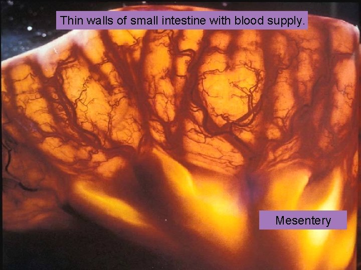 Thin walls of small intestine with blood supply. Mesentery 
