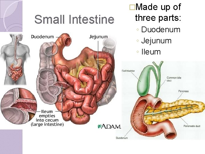 �Made Small Intestine up of three parts: ◦ Duodenum ◦ Jejunum ◦ Ileum 