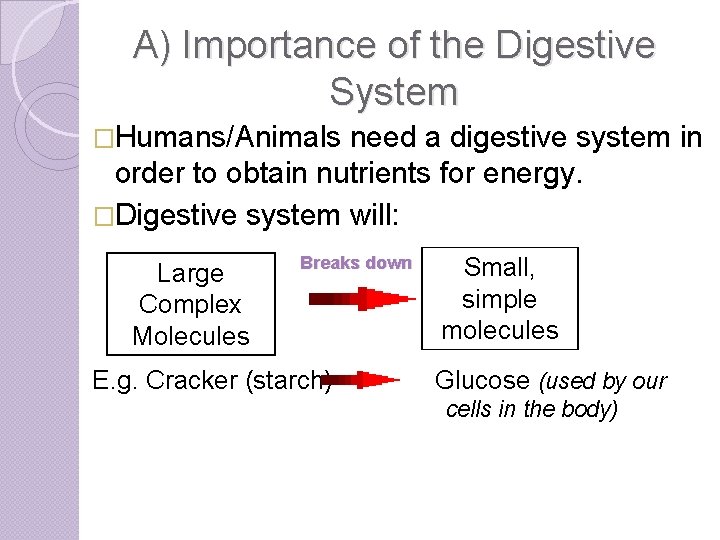 A) Importance of the Digestive System �Humans/Animals need a digestive system in order to