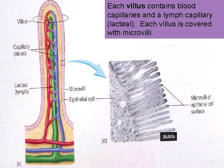 Each villus contains blood capillaries and a lymph capillary (lacteal). Each villus is covered