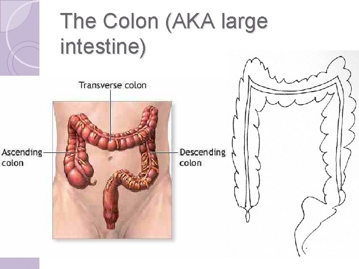 The Colon (AKA large intestine) 
