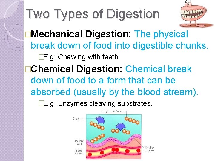 Two Types of Digestion �Mechanical Digestion: The physical break down of food into digestible