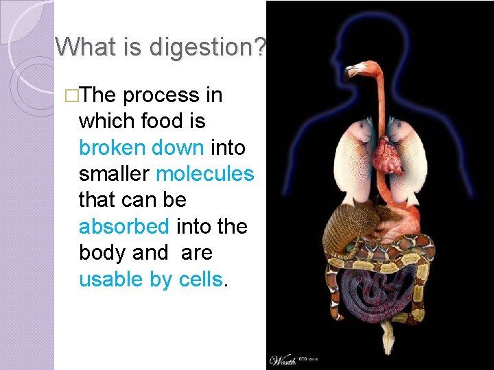 What is digestion? �The process in which food is broken down into smaller molecules