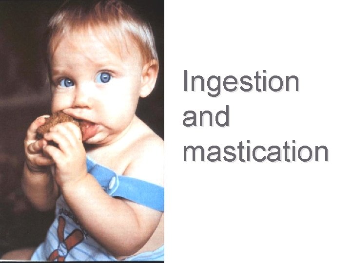 Ingestion and mastication 