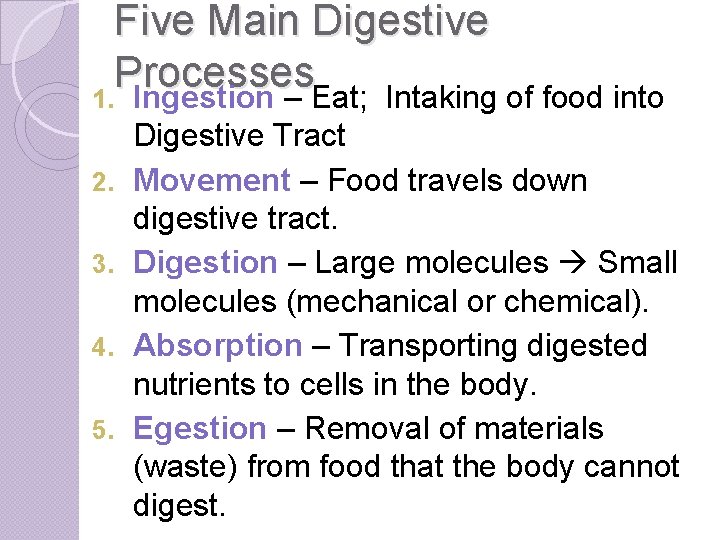 Five Main Digestive Processes 1. Ingestion – Eat; Intaking of food into 2. 3.