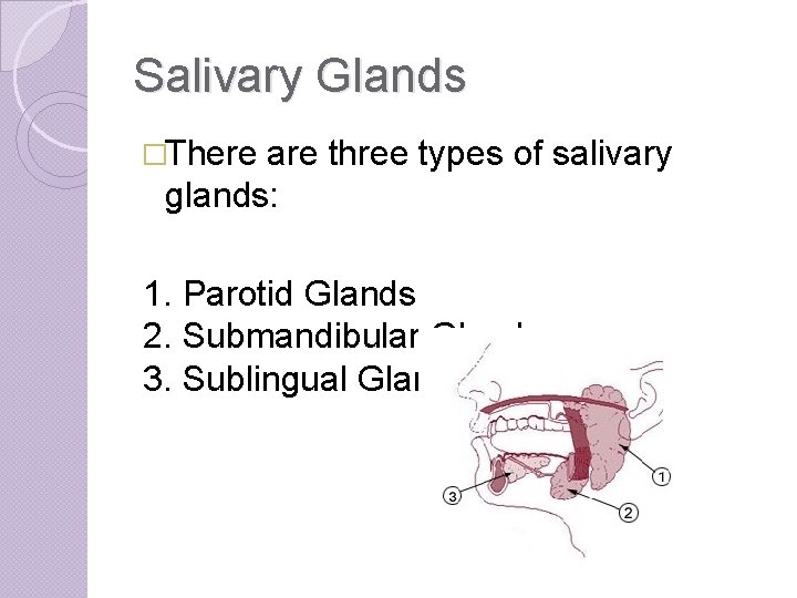 Salivary Glands �There are three types of salivary glands: 1. Parotid Glands 2. Submandibular
