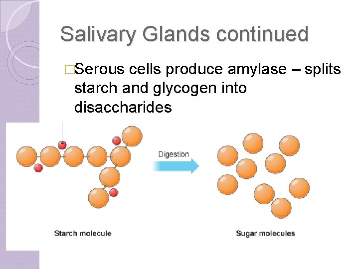 Salivary Glands continued �Serous cells produce amylase – splits starch and glycogen into disaccharides