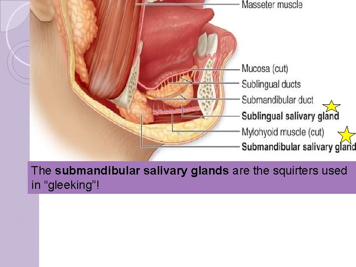 The submandibular salivary glands are the squirters used in “gleeking”! 