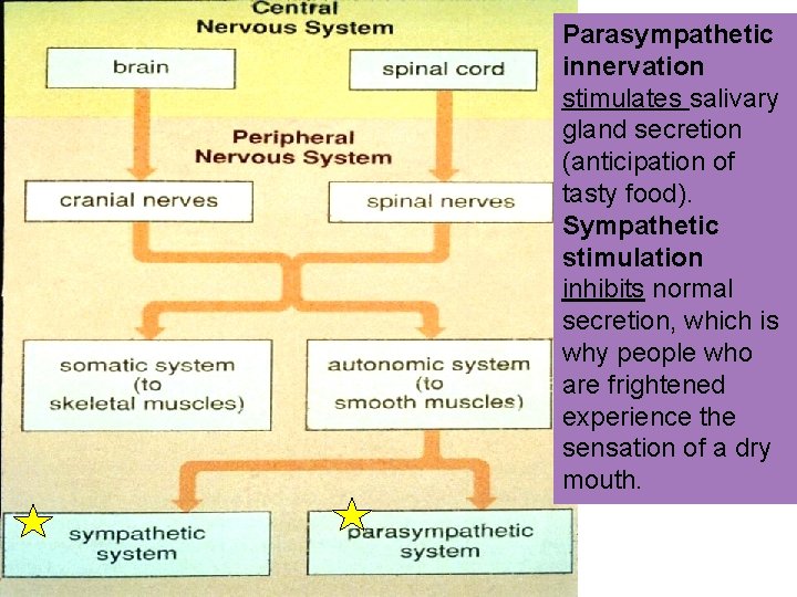 Parasympathetic innervation stimulates salivary gland secretion (anticipation of tasty food). Sympathetic stimulation inhibits normal