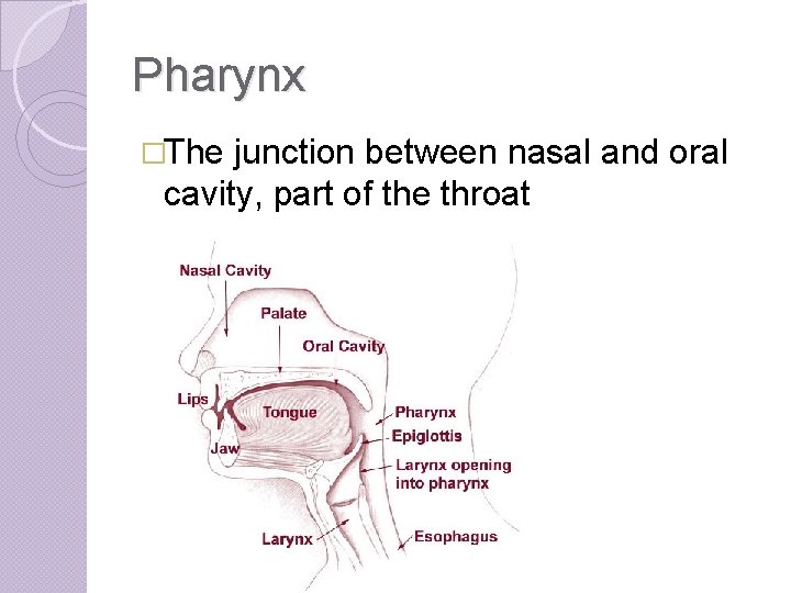 Pharynx �The junction between nasal and oral cavity, part of the throat 