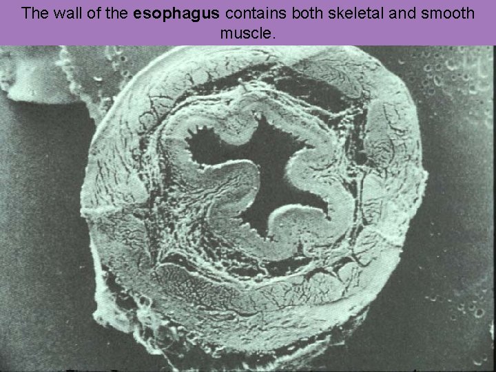 The wall of the esophagus contains both skeletal and smooth muscle. 