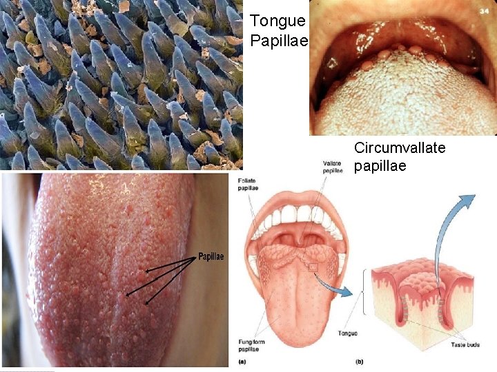 Tongue Papillae Circumvallate papillae 