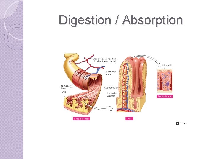 Digestion / Absorption 