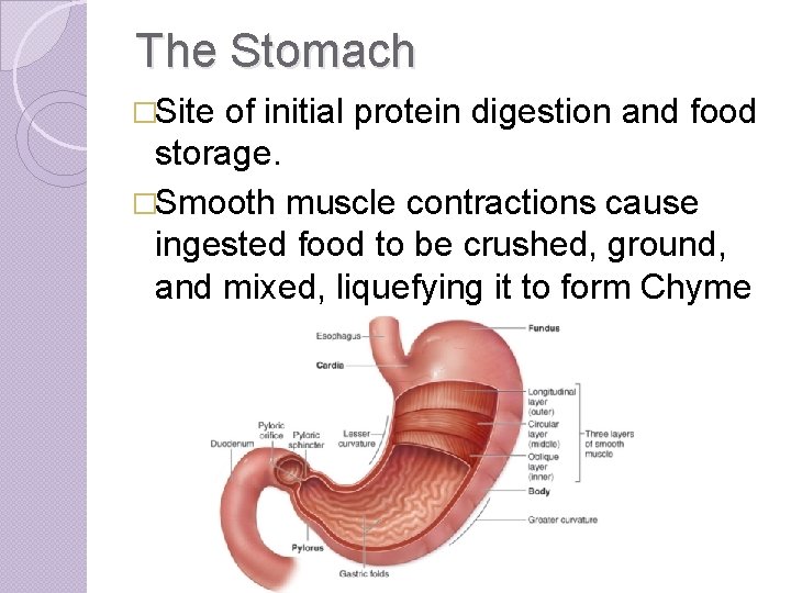 The Stomach �Site of initial protein digestion and food storage. �Smooth muscle contractions cause