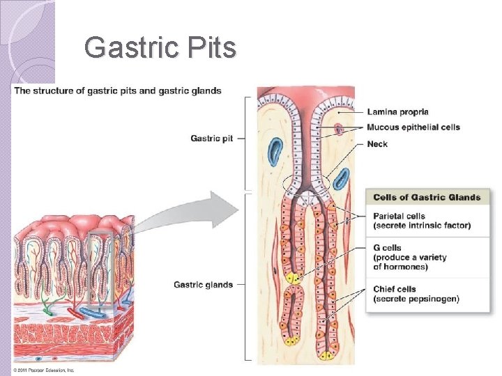 Gastric Pits 