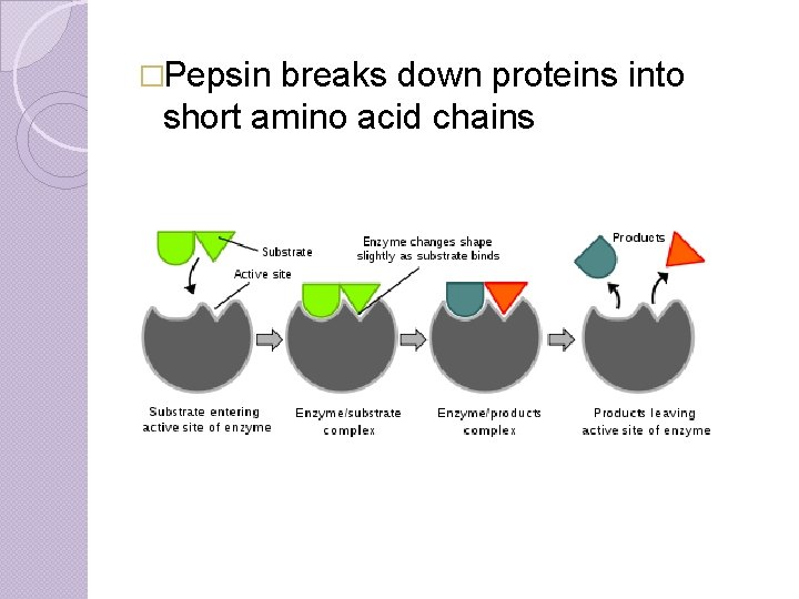�Pepsin breaks down proteins into short amino acid chains 