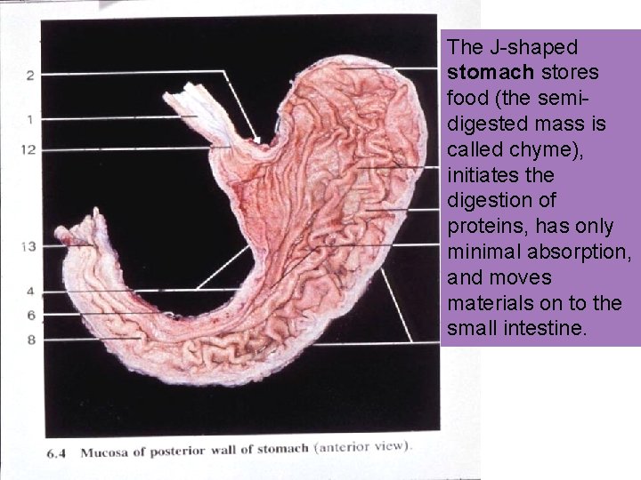 The J-shaped stomach stores food (the semidigested mass is called chyme), initiates the digestion