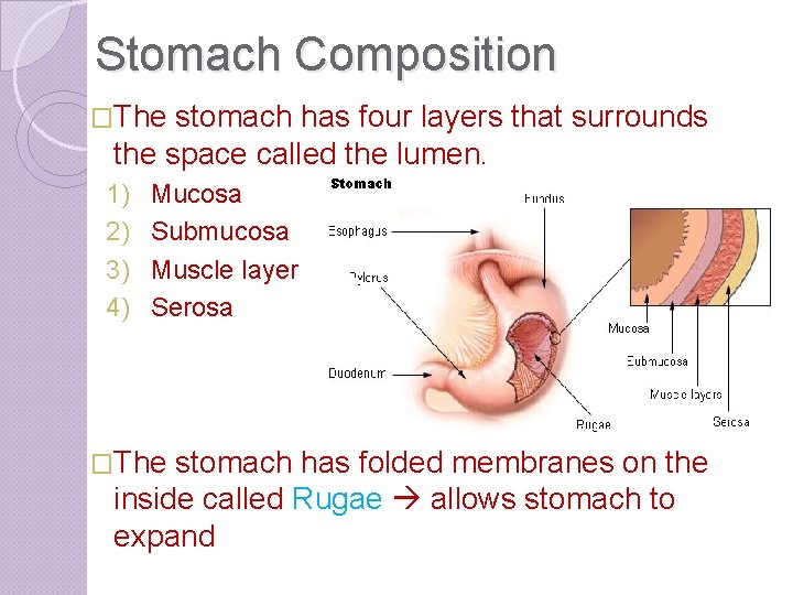 Stomach Composition �The stomach has four layers that surrounds the space called the lumen.