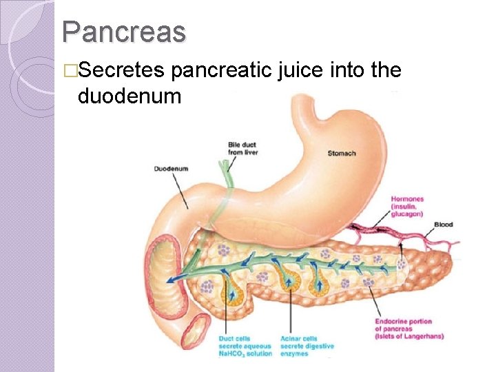 Pancreas �Secretes pancreatic juice into the duodenum 