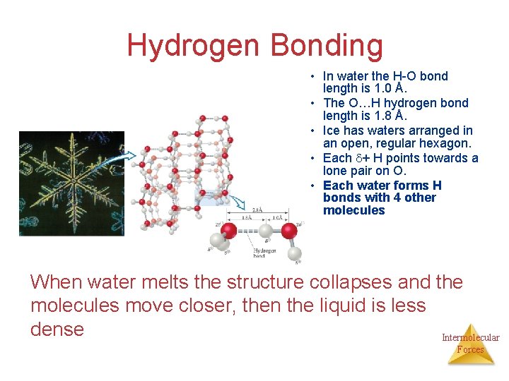 Hydrogen Bonding • In water the H-O bond length is 1. 0 Å. •