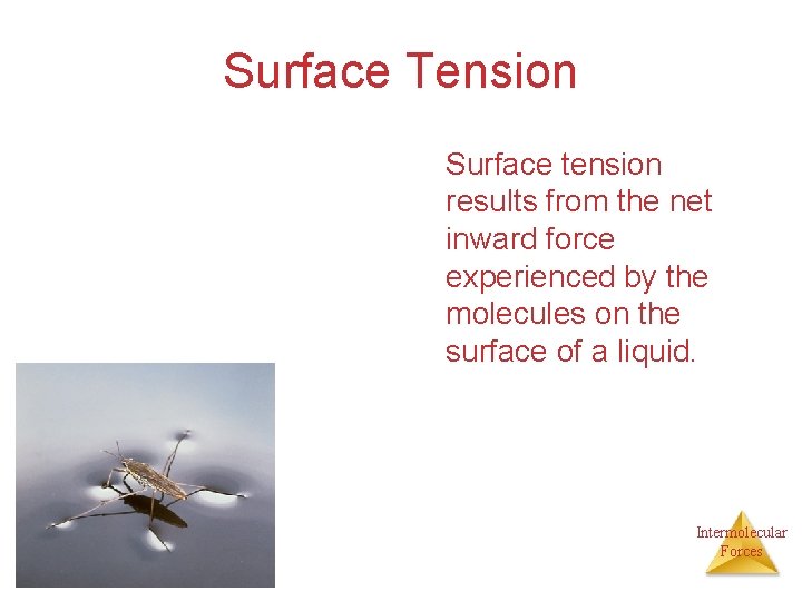 Surface Tension Surface tension results from the net inward force experienced by the molecules