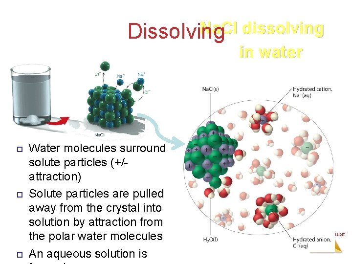 Na. Cl dissolving Dissolving in water Water molecules surround solute particles (+/attraction) Solute particles