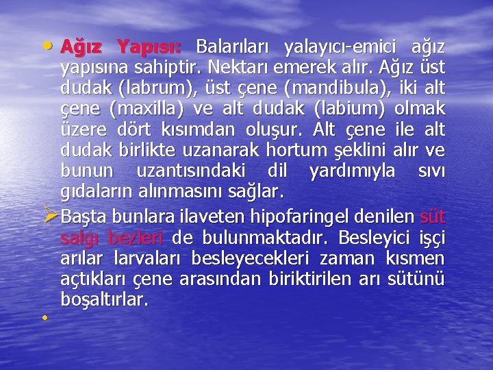  • Ağız Yapısı: Baları yalayıcı-emici ağız yapısına sahiptir. Nektarı emerek alır. Ağız üst