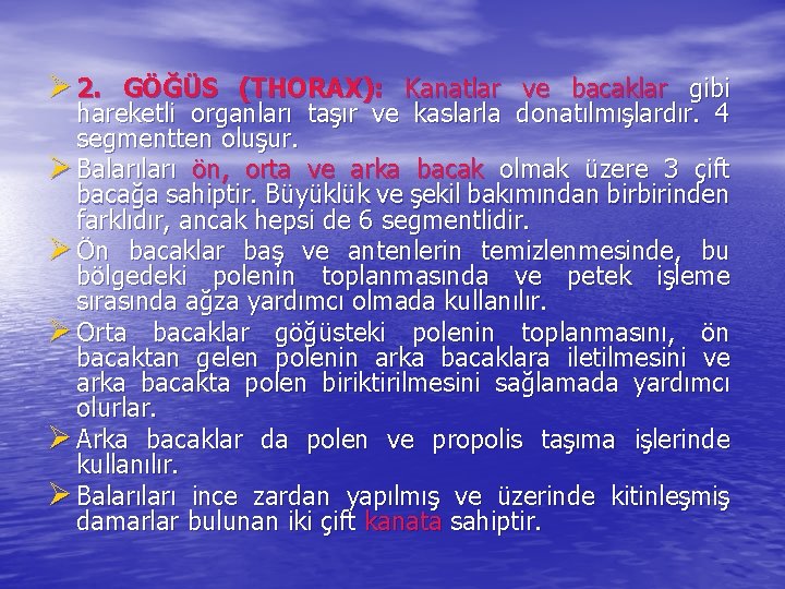 Ø 2. GÖĞÜS (THORAX): Kanatlar ve bacaklar gibi hareketli organları taşır ve kaslarla donatılmışlardır.