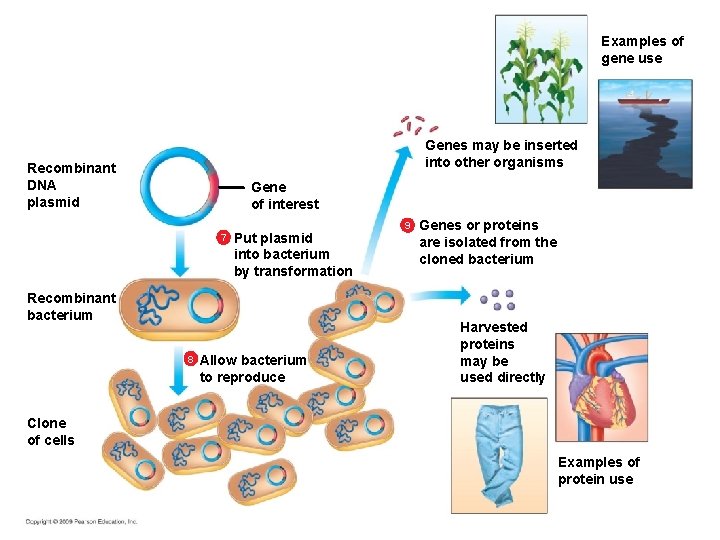 Examples of gene use Genes may be inserted into other organisms Recombinant DNA plasmid