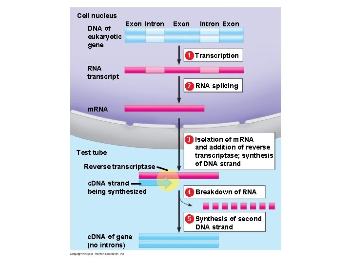 Cell nucleus DNA of eukaryotic gene Exon Intron Exon 1 Transcription RNA transcript 2