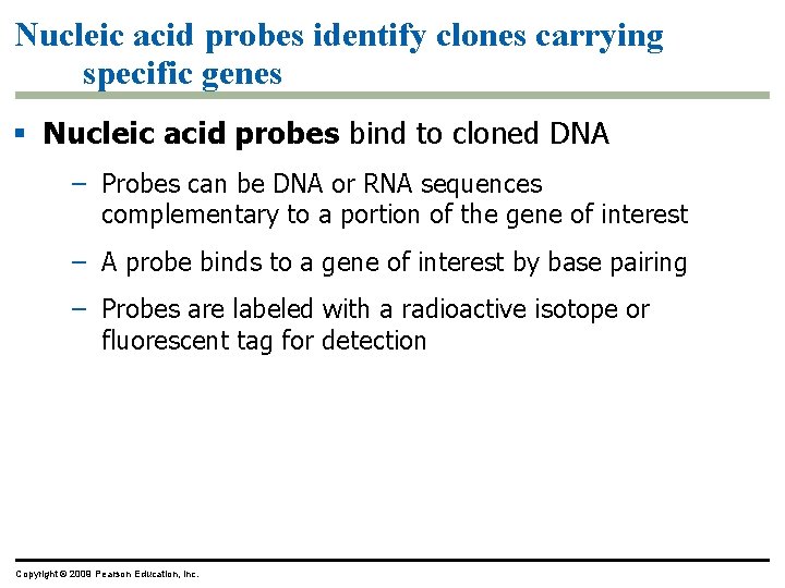 Nucleic acid probes identify clones carrying specific genes § Nucleic acid probes bind to